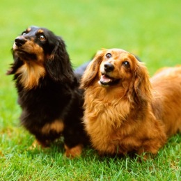 two dogs in a dog park